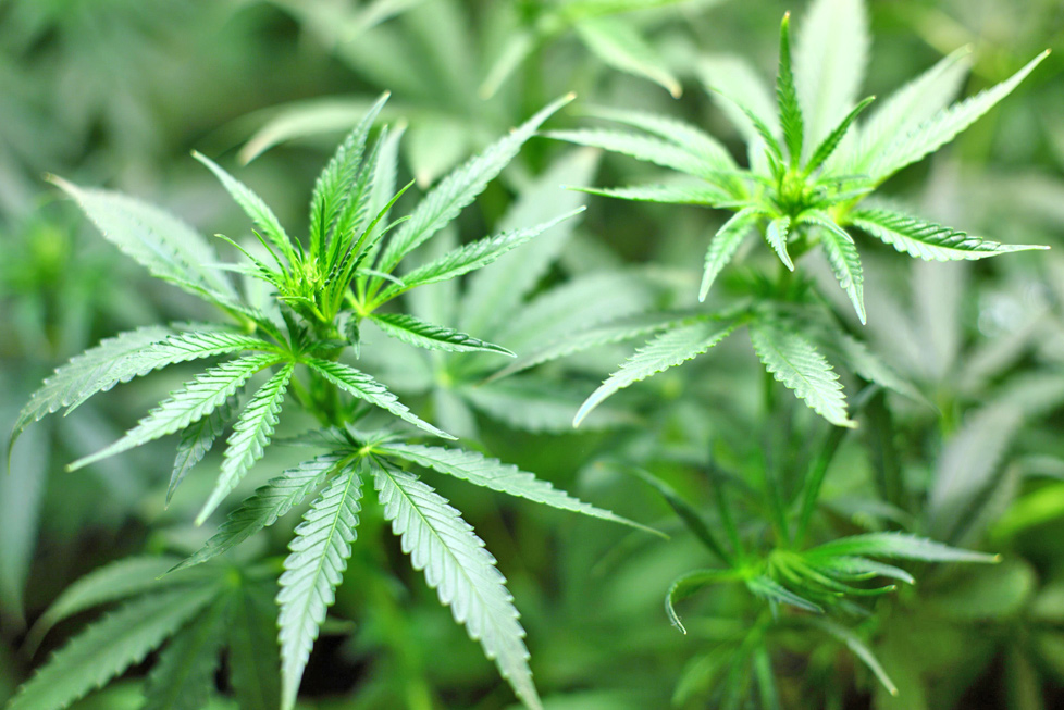 Aufforderung zur MPU nach Konsum von Cannabis - Justyna Rose (öff ...